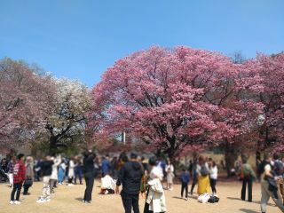 陽光・大島桜・ソメイヨシノの共演に多くのお花見客が集まる
