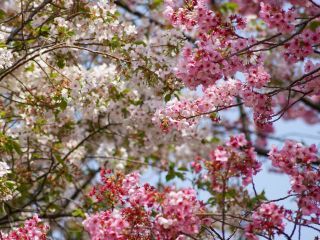 ピンクの桜と白の桜、そして青空のコントラストが美しい