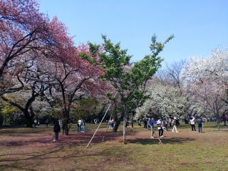 色とりどりの桜が咲き乱れる桜園地