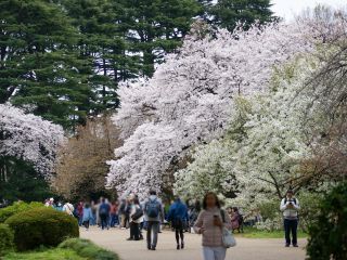 桜園地からあふれるほどの咲き誇り