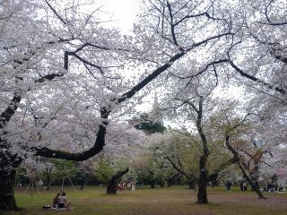 園内は色とりどりの桜