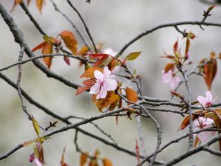 開花した大山桜