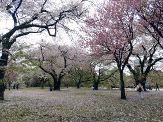 桜園地、足元まで色とりどり
