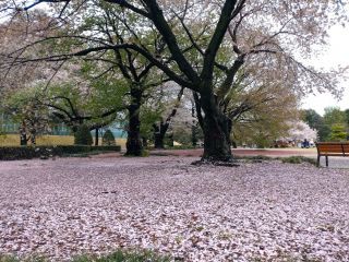 マップE8付近も桜の絨毯に