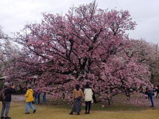 長州緋桜、満開！