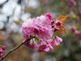 梅護寺数珠掛桜、名前も見た目も珍しい