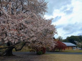 新宿御苑ミュージアム前、まだまだ桜は見頃