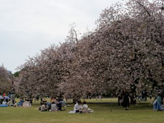 管理事務所前の一葉の桜並木