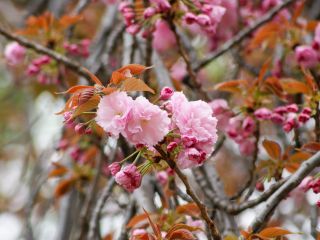 「関山」濃紅色の大きな八重桜