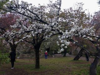 「市原虎の尾」真白い八重桜