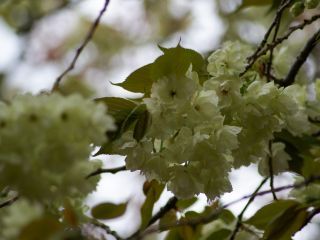 緑の八重桜「鬱金」