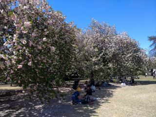 一葉桜の並木、個人的にオススメスポット