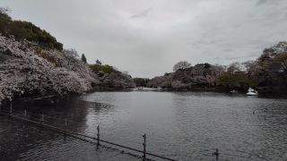 3月27日井の頭池の桜①