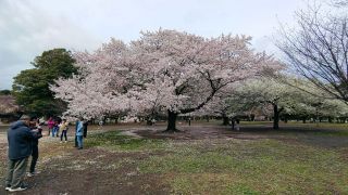 先に咲いていた桜も見頃②