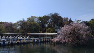 ボート乗り場の桜はまだ楽しめます