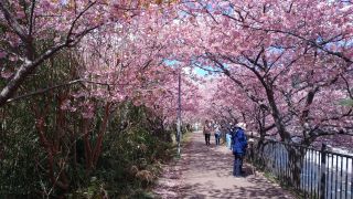 【参考】昨年の峰温泉会館の桜並木 2023年2月28日