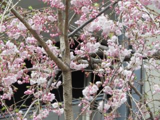 中目黒駅近くのしだれ桜も開花