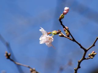 参考：3月18日(月)の桜