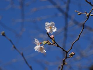 参考：3月21日(木)の桜