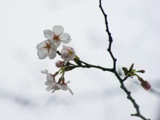 参考：3月21日(木)の桜