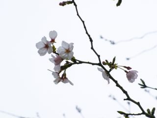 前回と同じ桜、花が増えてきています