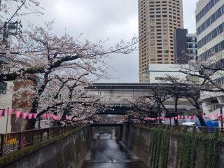 日の出橋～中目黒駅間、開花が進む
