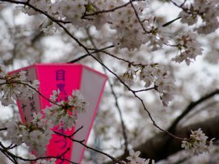 目黒川の桜、満開！