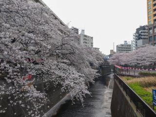 目黒川の桜、満開！見頃です