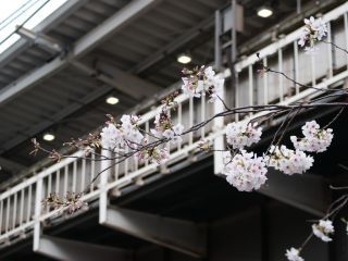 中目黒駅高架下の様子 4月8日