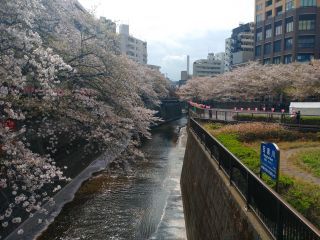 中目黒駅前広場、これだけ桜が残っています