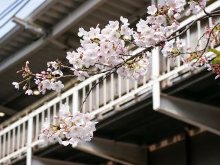 中目黒駅高架下の桜がようやく咲き始めました