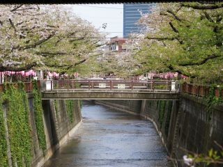 別所橋までの桜並木はずいぶん緑が目立ちます