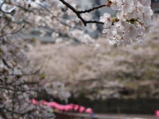 まだ見頃な桜も。今シーズン最後の桜を楽しみましょう