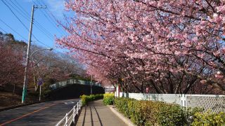 小松ヶ池入り口手前の桜