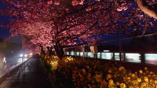 夜桜と京急線