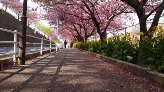 歩道には桜吹雪の跡