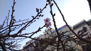 河津桜、開花しています