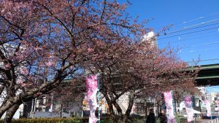京急線高架付近の河津桜