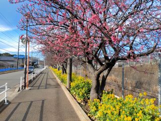 京急線沿いの満開の寒桜と菜の花