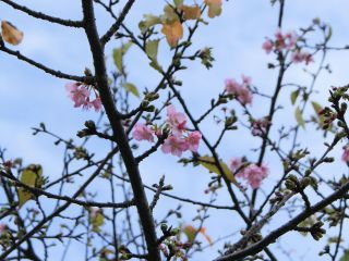 河津桜が咲き始めています