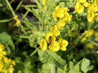 鮮やかな黄色の菜の花とミツバチ