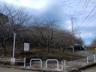 桜の丘では奥の方で、ぽつぽつ咲き始め
