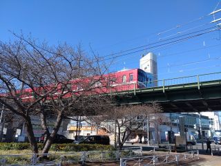 京急線と河津桜