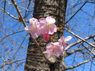 桜並木で開花していた桜