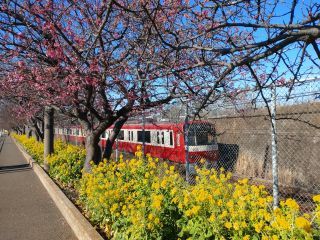 京急線と寒桜と菜の花