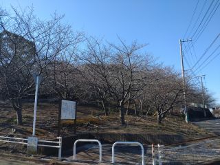 桜が丘の様子 1月30日