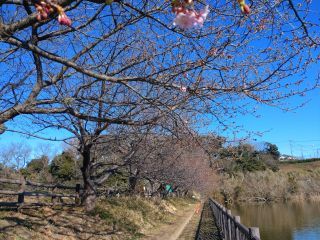 小松ヶ池公園の桜並木 2月7日