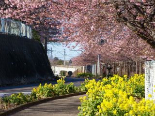 小松ヶ池公園入口付近、菜の花と河津桜が美しい
