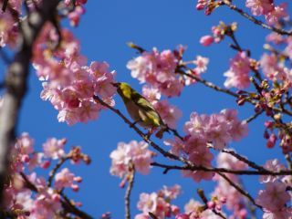 河津桜とメジロ 2月13日