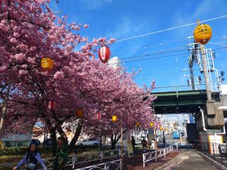 駅前の桜並木、満開です